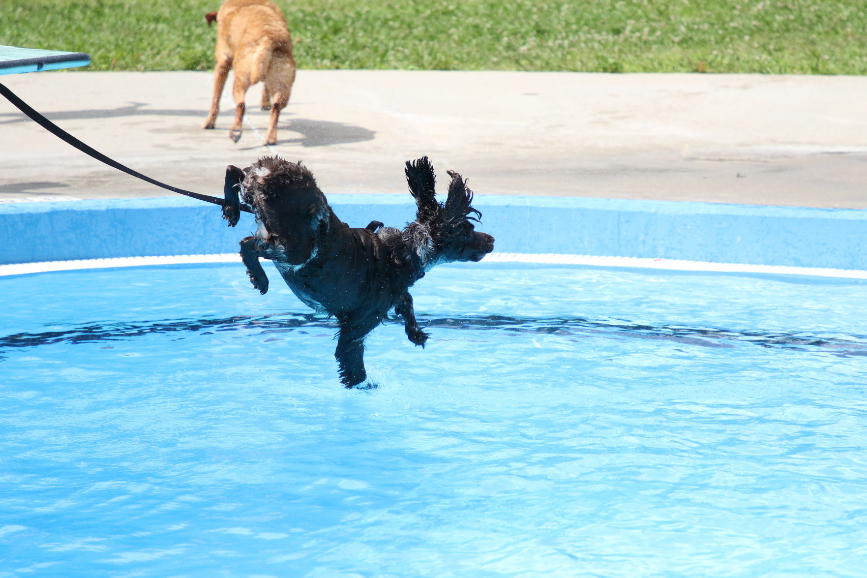 Dogs at the pool (62).JPG